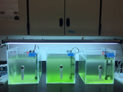 growth of cyanobacteria
